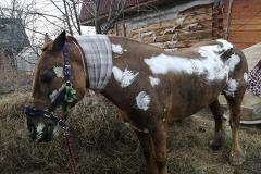 В Екатеринбурге умерла последняя лошадь, пострадавшая при пожаре в конюшне