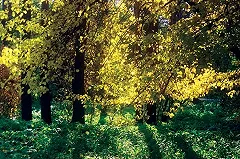 Екатеринбуржцы создали петицию против проекта благоустройства Зеленой Рощи