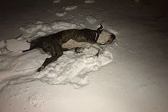 В Компрессорном хозяин выкинул собаку с 10 этажа