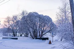 Вандалы срубили красивейшие деревья на берегу Шарташа