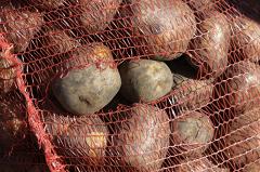 Свердловские аграрии не успели спасти картофель