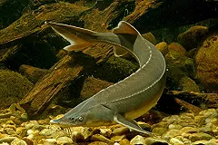 В Рефтинское водохранилище выпустили 70 тысяч маленьких рыбок