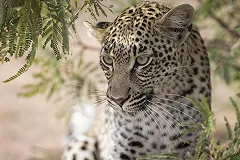 На Кавказе выпустили на волю будущих родоначальников новой популяции леопарда