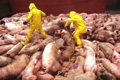 Африканская чума свиней в Екатеринбурге. Борьба продолжается