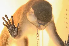 Пользователей соцсетей ужаснули фотографии с выставки животных в Свердловской области