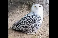 «С новосельем, Букля!» В Екатеринбургский зоопарк прибыла полярная сова