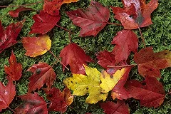 С мемориала жертвам авиакатастрофы над Синаем украли несколько деревьев