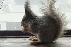 К жителю Екатеринбурга, живущему на 12-м этаже, три раза приходила белка