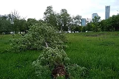 Общественники проинспектировали саженцы в парке УрГУПС после урагана