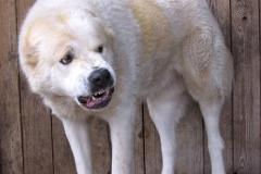 «Перекусил позвоночник»: в Первоуральске бродячая собака загрызла маленького йорка