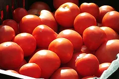 Екатеринбургские учёные вырастили чёрные помидоры, которые защитят от рака