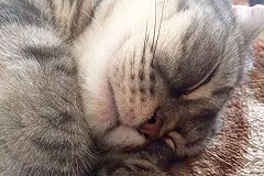 42% екатеринбуржцев хотели бы завести на работе котика