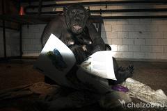 Зоопарк просит челябинцев отдать журналы для обезьян, которые любят глянец