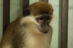 В екатеринбургском зоопарке появились экзотические обезьянки