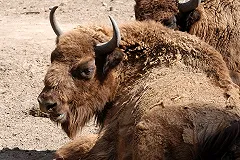 Минприроды оценило стоимость лесов, воды и зверей