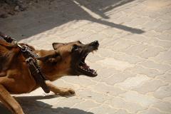 В Свердловской области дикая собака порвала горло семилетней девочке