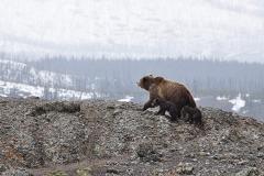 В Свердловской области медведь вышел к людям и насмерть загрыз собаку