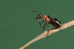 Биологи нашли в муравейниках туалеты