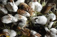 Кролики-нелегалы, полгода прожившие в Кольцово, вернулись к хозяйке