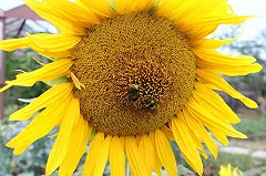 Синоптики: лето-2017, скорее всего, будет таким же, как в 2015-м