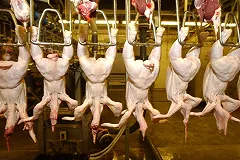 В Среднеуральске охранники птицефабрики угрожали расправой раздатчику листовок