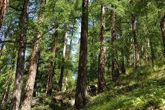 Для добычи платины в Свердловской области вырубят 47 га леса
