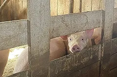 Участь бродячих свиней из Ревды решена