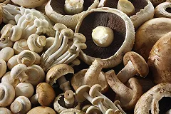 Учёные рассказали, как грибы защищают мозг пожилых людей от возрастных нарушений