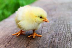 Производители яиц и мяса птицы предложили ритейлу повысить цены на 10%