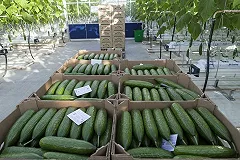 С «китайским земледелием» в Свердловской области будут бороться