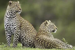 В Екатеринбургском зоопарке поселилась пара самых редких в мире кошек