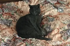 В коттеджном посёлке под Екатеринбургом домашнего кота расстреляли посреди улицы