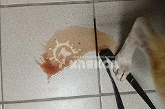 «Одна повесилась в будке». Зоозащитники изъяли собаку у свердловчанки, губившей животных