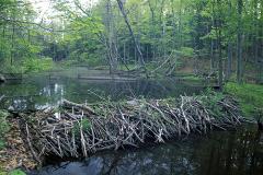 В США обнаружили 150-летние плотины канадских бобров