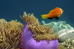 Средний чек у российских туристов на Мальдивах составил 400 тысяч рублей