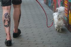 Госдума обязала владельцев собак убирать фекалии своих питомцев во время выгула