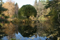 Мэрия Екатеринбурга взяла под охрану оба дендрария