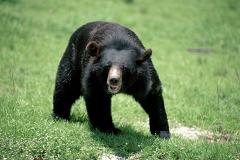 Медведь в Приморье столкнулся с микроавтобусом и напал на девушку