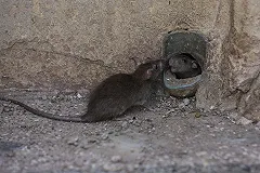 Дело свердловчанки, отравившей детей крысиным ядом, отправлено в суд