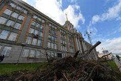 У мэрии Екатеринбурга срубили ели, которые росли там с 1992 года. Фоторепортаж