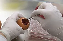 Генетики научились бороться с ВИЧ, очищая от вируса геном человека