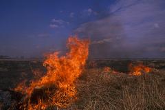 «Первый канал» накажет своего корреспондента за поджог травы в Хакаксии