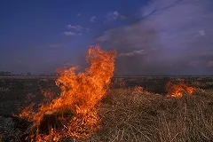 «Первый канал» накажет своего корреспондента за поджог травы в Хакаксии
