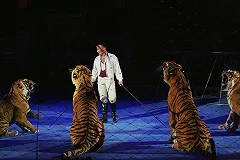 Дети плакали: на Южном Урале во время циркового шоу тигр забился в конвульсиях