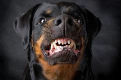 «Могут растерзать человека»: жителям Мичуринского угрожают бродячие собаки — видео