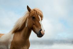 В Чехии у Кадырова украли лошадь