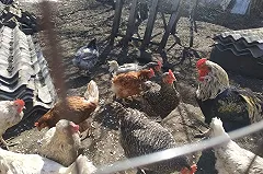 Генпрокуратура проверит производителей яиц на картельный сговор