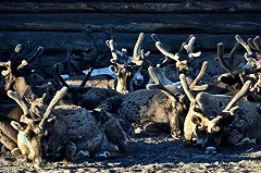 Потерявшийся в тундре американец оказался ямальским оленеводом