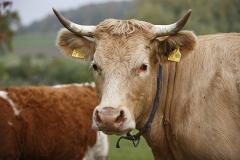 Прокуратура: Дело фермера, купившего GPS для слежки за коровой, закрыто