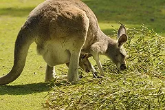 Террорист ИГИЛ в Австралии хотел начинить взрывчаткой сумку кенгуру